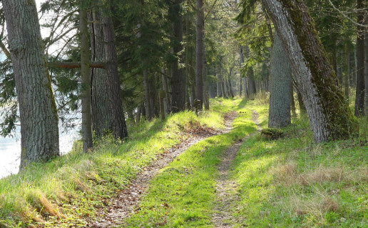 1_NKRP Punios silo azuolu aleja (1).jpg